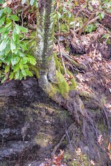 whiteside mountain