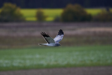 M&auml;nnliche Kornweihe ( Circus cyaneus )