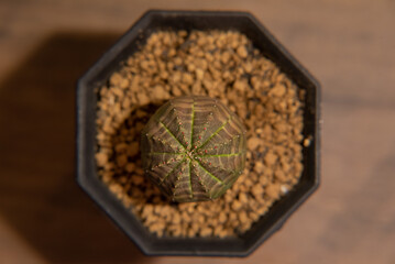 ユーフォルビア　オベサ