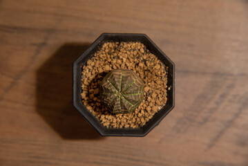 ユーフォルビア　オベサ