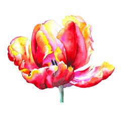Watercolor tulip isolated on white background.