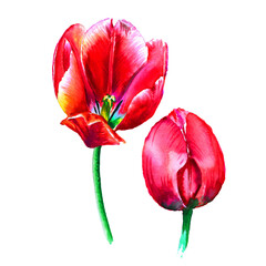 Watercolor tulips isolated on white background.