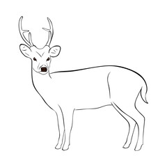 Hand drawn stag silhouette vector illustration, isolated on white background. Deer in minimal style. Deer in black and white drawing