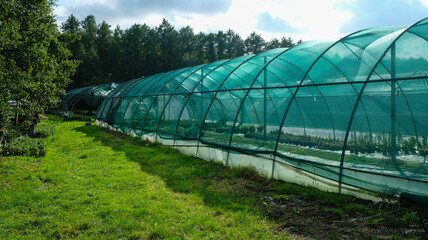 Greenhouse under the shading polyethylene mesh. Copy space. 