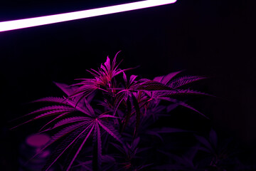 Purple marijuana, cannabis plant indoor with neon purple led light. Big cannabis leafs