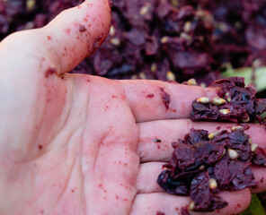 Red wine pomace in the hands of a winemaker. Fruit fly. 