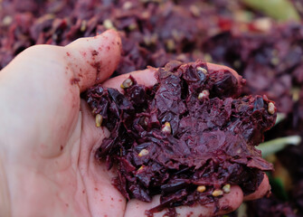Purple pomace in the hands of a winemaker.
