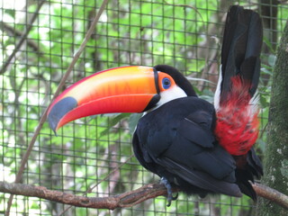 toucan on a branch