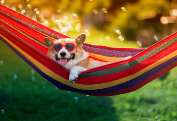  cute corgi dog puppy lies in a hammock in a sunny summer garden on a hot day surrounded by soap bubbles