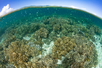 Blue-green damselfish hover above a healthy, shallow coral reef in the Solomon Islands. This beautiful country is home to spectacular marine biodiversity and many historic WWII sites.
