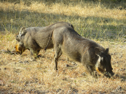 Wild Boars In Mosi Oa Tunya National Park, Zambia