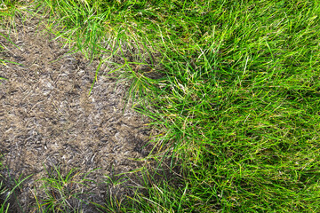 Bald patch of green grass in the meadow. Pollution and environmental problems. Ecological problems