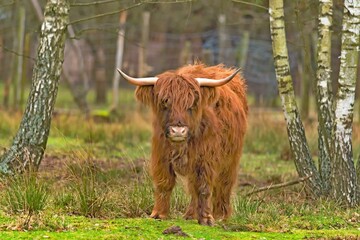 Highland Cattle cow in the winter time in the forest corral.