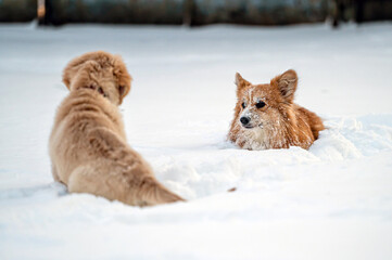 a golden retriever and a welsh corgi play in the white snow