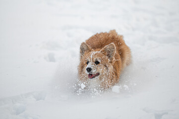 welsh corgi pembroke plays in the white snow