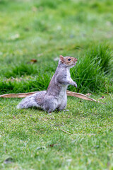 A portrait of a grey squirrel