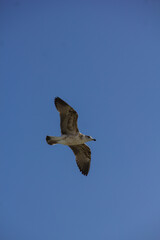 Bird, Flying, Clear blue sky, Beach, Seaside, Seagull, Coastal, Ocean, Nature, Wildlife, Freedom, Sunny day, Serene, Tranquil, Peaceful, Scenic, Seabird, Winged creature, Coastal wildlife, Open sky, F