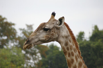 Portrait of a giraffe in Mosi oa Tunya National Park, Zambia