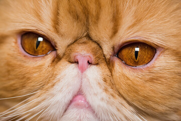 Muzzle of a red fluffy charming Persian breed cat close-up