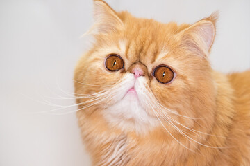 Muzzle of a red fluffy charming Persian breed cat close-up