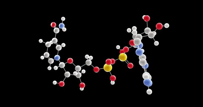 NADH molecule, rotating 3D model of Nicotinamide adenine dinucleotide, C21H29N7O14P2, looped video with alpha channel