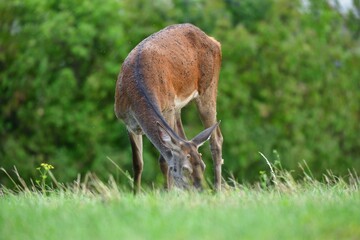 Deer hind grazing on grass meadow in summer