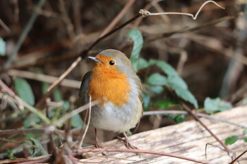 Robin (Erithacus rubecula) on a branch