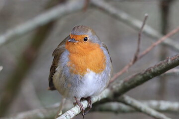 Robin (Erthacus rubecula)in the hedgerow.
