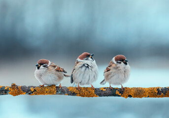 three sparrow birds sitting on a branch in the park