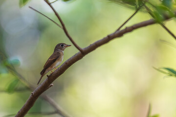 Brown-breasted flycatcher (Muscicapa muttui) at Rabindra Sarabar, Kolkata, West Bengal, India.
