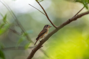 Brown-breasted flycatcher (Muscicapa muttui) at Rabindra Sarabar, Kolkata, West Bengal, India.