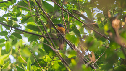 Slaty-backed flycatcher (Ficedula erithacus) at Rabindra Sarabar, Kolkata, West Bengal, India.