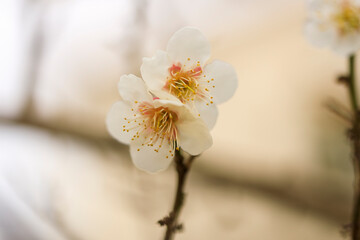 満開の梅の花