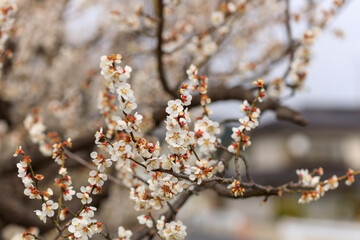 満開の梅の花