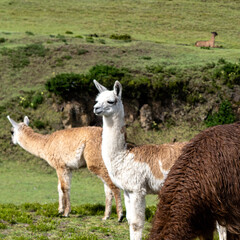 Llamas Animales de Granja Páramo Andes Alpacas Naturaleza
