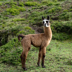 Fototapeta premium Llamas Animales de Granja Páramo Andes Alpacas Naturaleza