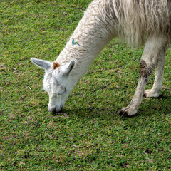 Llamas Animales de Granja P&aacute;ramo Andes Alpacas Naturaleza