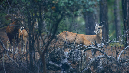 Wild Cyprus mouflons in their natural habitat, Troodos mountains, Cyprus