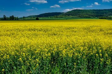Obraz premium Summer Landscape with Rape Field on the Background of Beautiful. Deutchland.
