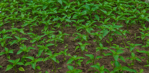 Pepper seedlings in a greenhouse. Selective focus.