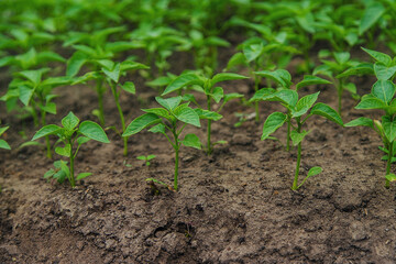 Pepper seedlings in a greenhouse. Selective focus.