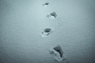 雪の足跡