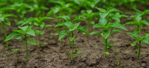 Pepper seedlings in a greenhouse. Selective focus.