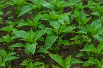 Obraz premium Pepper seedlings in a greenhouse. Selective focus.