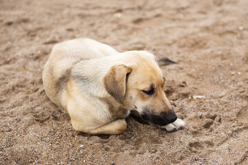 Homeless dog lying on the sea beach.  Animal is very sad. Blurred background with copy space.