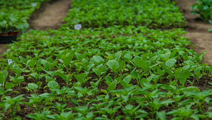Eggplant seedlings in a greenhouse. Selective focus.