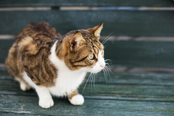 Homeless tabby shorthair cat with big green eyes in a crouching position. Cat scared. Animal sees...