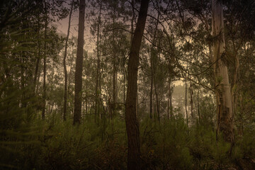 Beautiful foggy woods at sunset