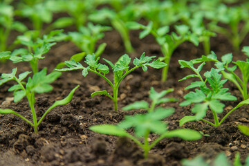 Tomato seedlings in a greenhouse. Selective focus.