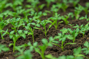 Tomato seedlings in a greenhouse. Selective focus.